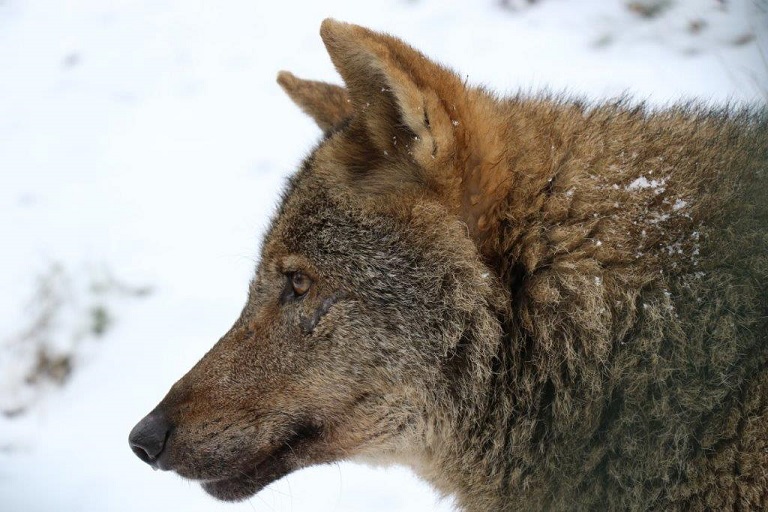 E-shop Příspěvek na chov vlka iberského v jihlavské ZOO - 30kč